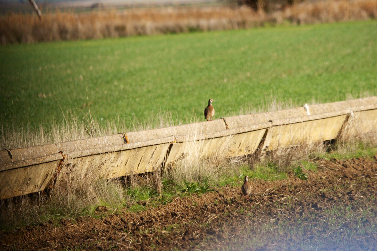 SyldaviaGerardo's tweet photo. Ahora me ves!
Ahora no me ves...
Ahora me ves!
Donde estoy?
Te pillé!!!
#Perdiz
#RedPartridge
#Aves
#CastillaYLeon #España
#nature
#BirdsSeenIn2022
#Spain
#biodiversidad
#fauna
#BirdsPhotography
#Birds
#NaturePhotography
#Pajareo
#Naturaleza #birding #wild https://t.co/VrgaxKZPAf