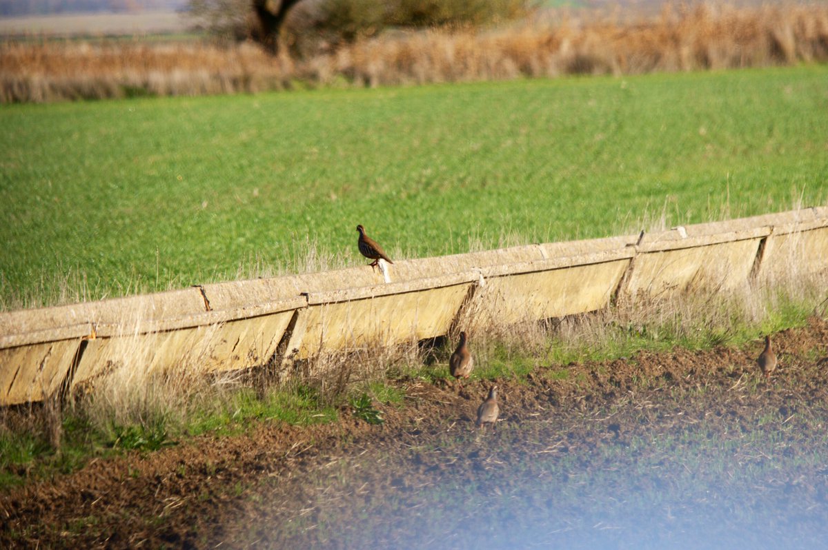 SyldaviaGerardo's tweet photo. Ahora me ves!
Ahora no me ves...
Ahora me ves!
Donde estoy?
Te pillé!!!
#Perdiz
#RedPartridge
#Aves
#CastillaYLeon #España
#nature
#BirdsSeenIn2022
#Spain
#biodiversidad
#fauna
#BirdsPhotography
#Birds
#NaturePhotography
#Pajareo
#Naturaleza #birding #wild https://t.co/VrgaxKZPAf