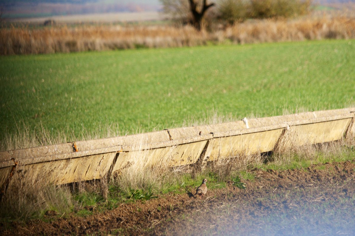 SyldaviaGerardo's tweet photo. Ahora me ves!
Ahora no me ves...
Ahora me ves!
Donde estoy?
Te pillé!!!
#Perdiz
#RedPartridge
#Aves
#CastillaYLeon #España
#nature
#BirdsSeenIn2022
#Spain
#biodiversidad
#fauna
#BirdsPhotography
#Birds
#NaturePhotography
#Pajareo
#Naturaleza #birding #wild https://t.co/VrgaxKZPAf