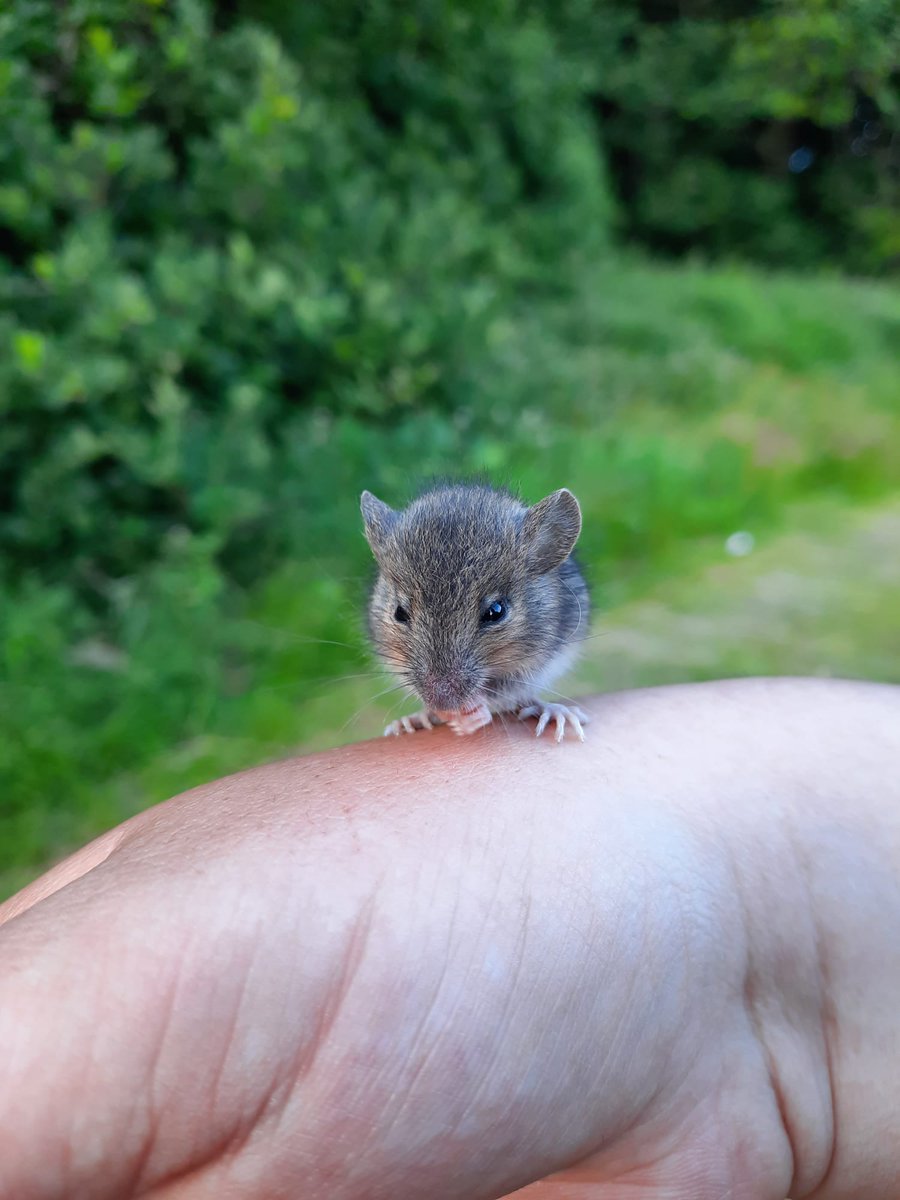 3/3
I can't see any hope for wildlife any more. We're going backwards.

<a href="/ForpLeeds/">Friends of Roundhay Park</a> <a href="/loveleedsparks/">Love Leeds Parks</a> @RSPBLeedsLocalG <a href="/Natures_Voice/">RSPB</a> <a href="/BBCSpringwatch/">BBC Springwatch</a> <a href="/ChrisGPackham/">Chris Packham</a> <a href="/IoloWilliams2/">Iolo Williams</a> <a href="/looknorthBBC/">BBC East Yorkshire</a> <a href="/itvcalendar/">ITV News Calendar</a> <a href="/nybirdnews/">NorthYorksBirdNews</a> <a href="/leedsbirder/">Leeds Birder</a> <a href="/birder_bee/">𝙼𝚊𝚛𝚢-𝙱𝚎𝚝𝚑 🐝</a> <a href="/yorkshirepost/">The Yorkshire Post</a>