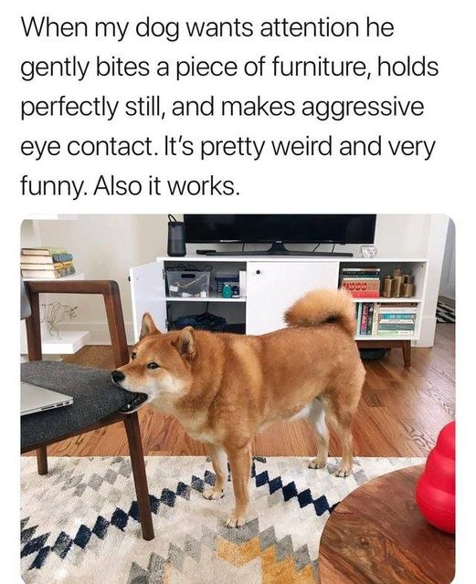 WholesomeMeme's tweet photo. https://t.co/t7eD9Aih49