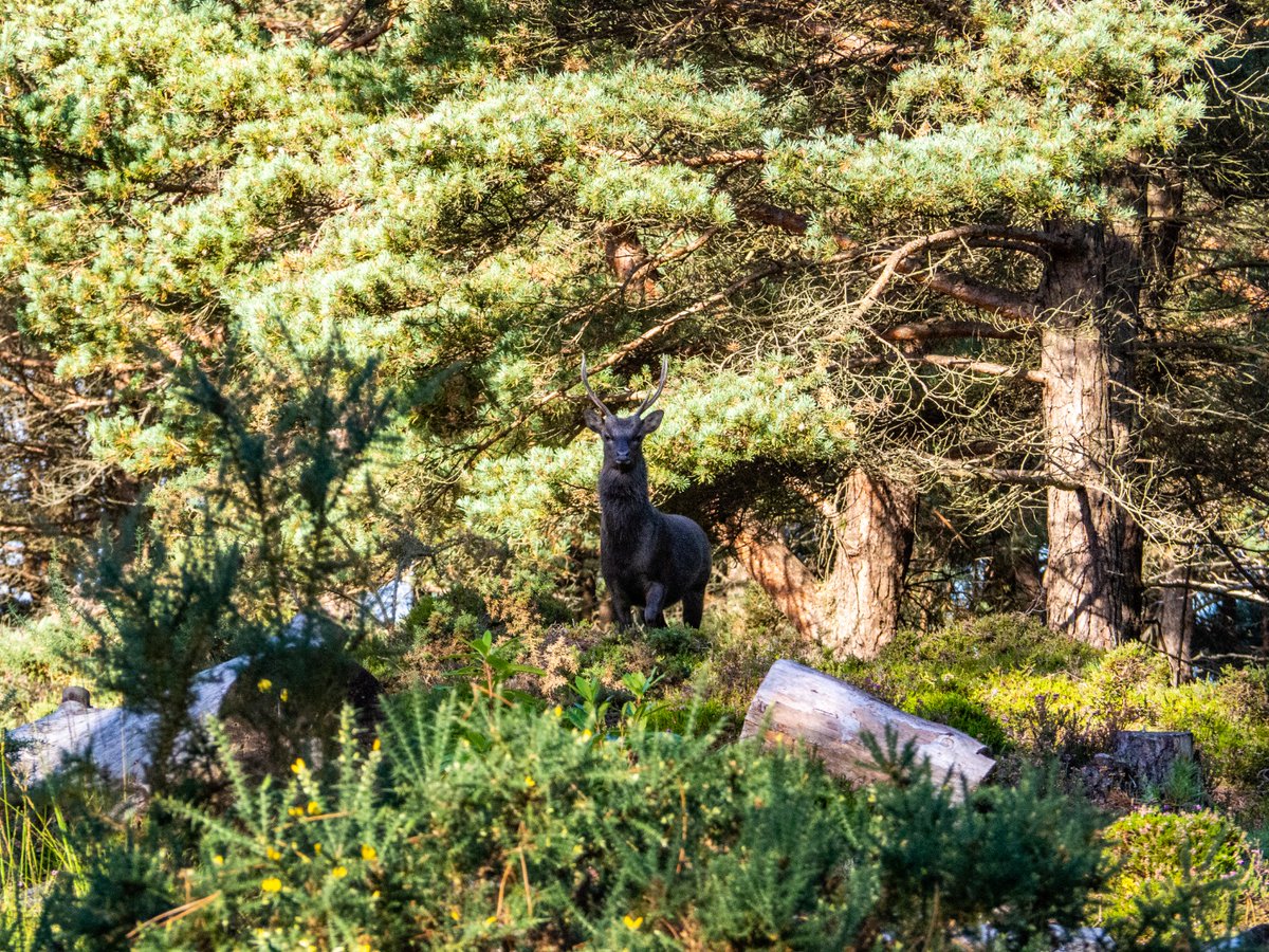 Magnificent Sika Stag - at The Blue Pool on the Isle of Purbeck, Dorset.