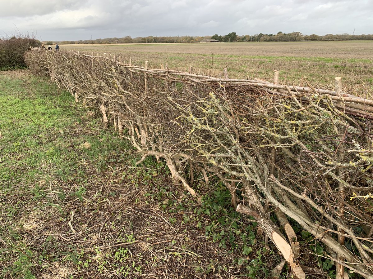 This is the very pleasing result of ⁦<a href="/CPRE_Hampshire/">CPRE Hampshire, the countryside charity 🍃💚🍃</a>⁩ #hedgelaying training. ⁦<a href="/hantsfarms/">County Farms - Hampshire County Council</a>⁩ ⁦<a href="/CPRE/">CPRE The countryside charity</a>⁩ <a href="/NHLS1/">NHLS</a>