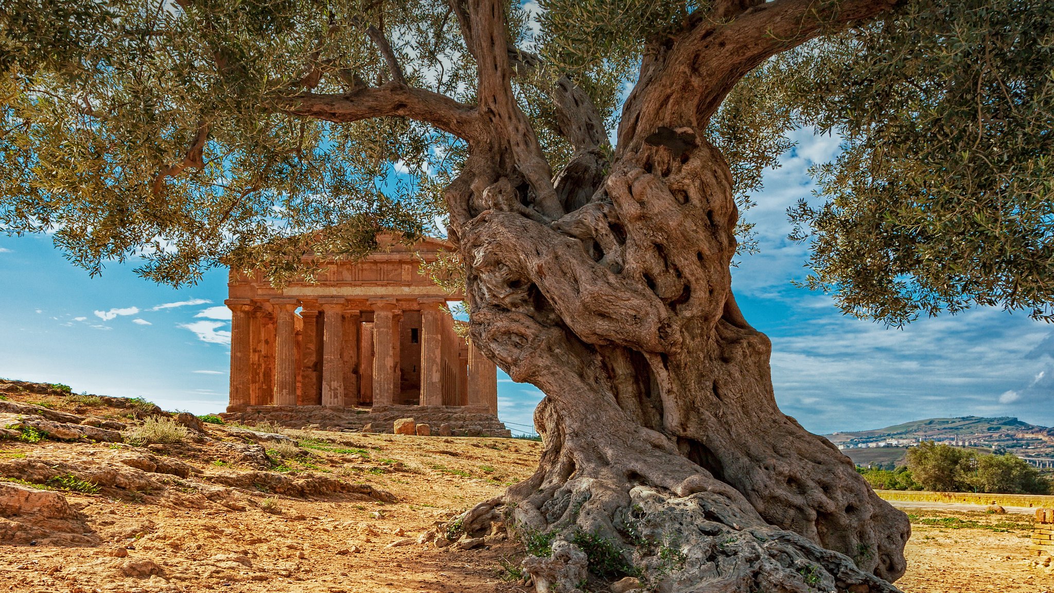 Microsoft Bing On Twitter The Phrase extending An Olive Branch Has 