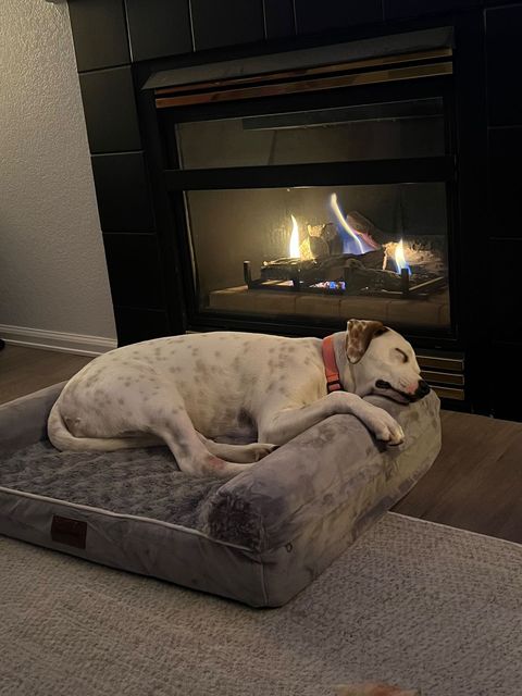 Success Story: This is River, formerly Root Beer. We adopted her from you a few months ago. Here is a before and after.