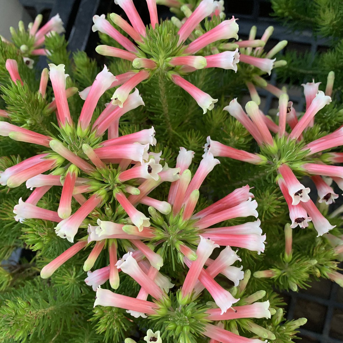 おはよう御座います(*´▽｀)ﾉﾉ 🌸🌸🌸花の便り🌸🌸🌸 エリカは南アフリカと一部ヨーロッパを中心に自生する常緑性の花木です。日本にも鉢花や切り花で数十種類が流通しています