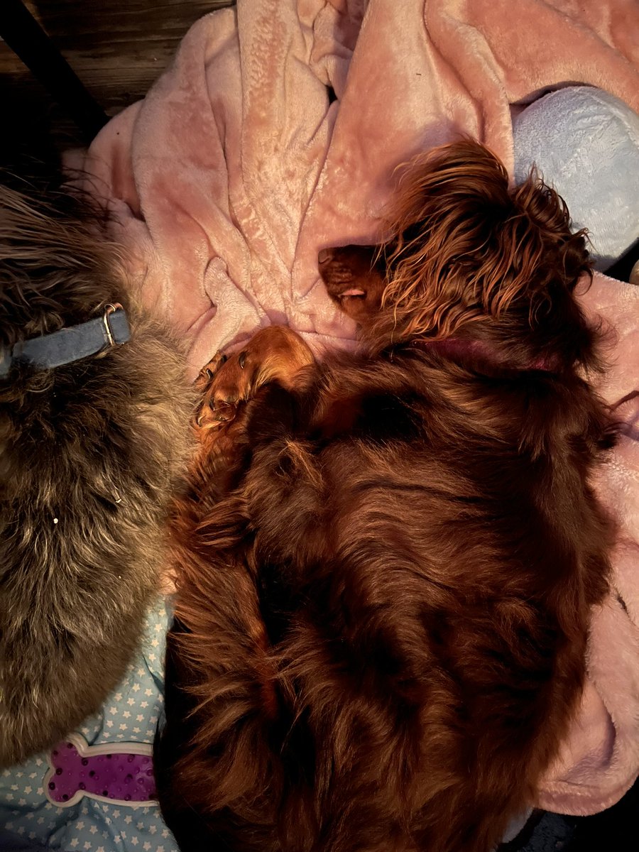 My sweet boys snoozing together. They keep my world turning ❤️ #BlackFriday #dogsoftwitter #DonaldTrump