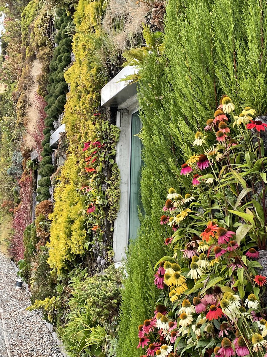 GreenOverGrey's tweet photo. Designed built by @GreenoverGrey in 2010, this #livingwall covering the Semiahmoo Public Library in Surrey was the largest in North America at the time of installation. 12 years later, it remains a thriving hub of biodiversity
@CityofSurrey @inhabitat @surreylibrary #architecture https://t.co/k39OIe8m0b
