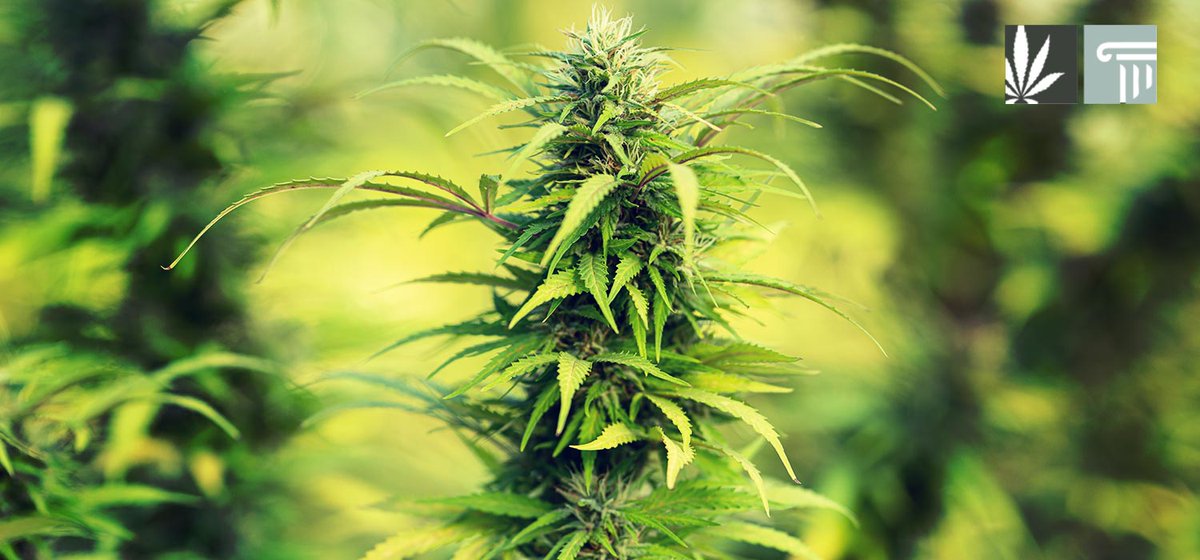 With the GOP-controlled legislature in Kentucky stalling on medical cannabis legalization, the governor moves to protect patients from criminal sanctions.

marijuanaandthelaw.com/kentucky-gov-s…