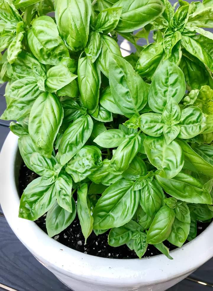 Italymario's tweet photo. La planta que nunca debe faltar en la casa de un italiano 🇮🇹😍 https://t.co/fnKymPBP6R