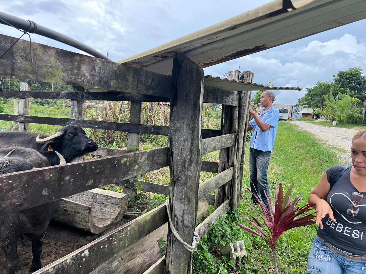 FELYKHAA's tweet photo. Atelier de travail sur une exploitation agricole biologique à #Wayabo, merci Mélina pour ton accueil #INTERREG #Caraibes #REACT #Guyane #Paracou #Sinnamary 🇬🇫🇪🇺🇫🇷🇨🇺 #Cuba #laventureduvivant #enseignementagricole #agriculture #agroécologie #agroecology https://t.co/tCA14ds0Pm