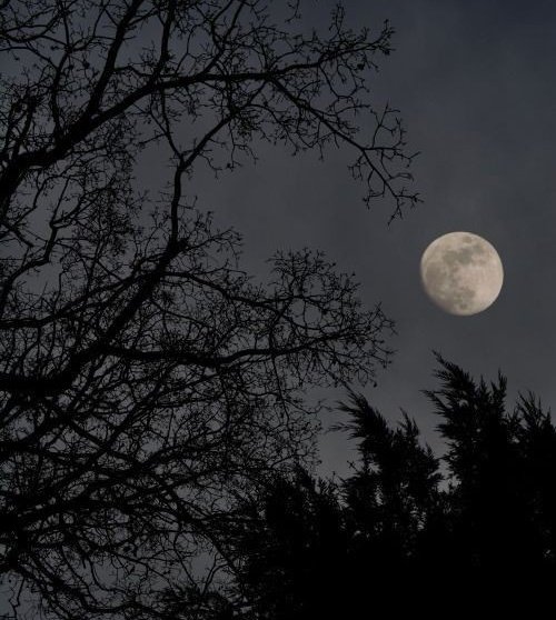 filhas_lua's tweet image. Se a lua nasce por detrás da verde mata
Mais parece um sol de prata prateando a solidão