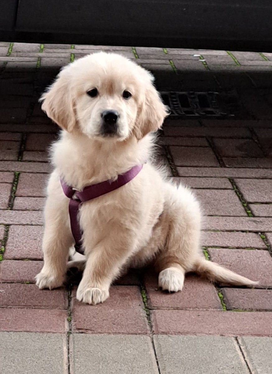 Hey <a href="/Camila_Cabello/">camila</a> I'm glad to introduce you the new member of my family: Maya. Is she as cute as your little Tarzan was? Greetings from Italy ❤️