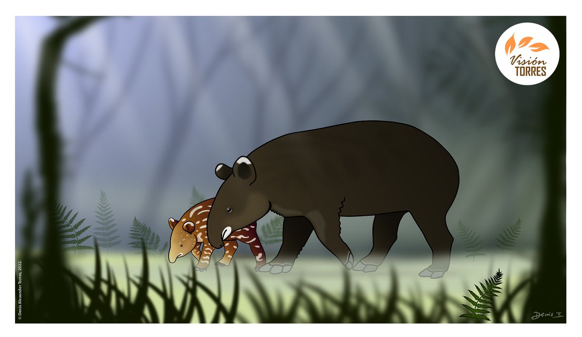 Les comparto esta ilustracion de una Danta de montaña y su cría en su hogar nublado de Los Andes. La hice para apoyar las labores de educación ambiental promovidas por La Casa del Tapir. 

#tapiruspinchaque #danta #andes #mountaintapir #tapir #visiontorres #ilustraciondigital