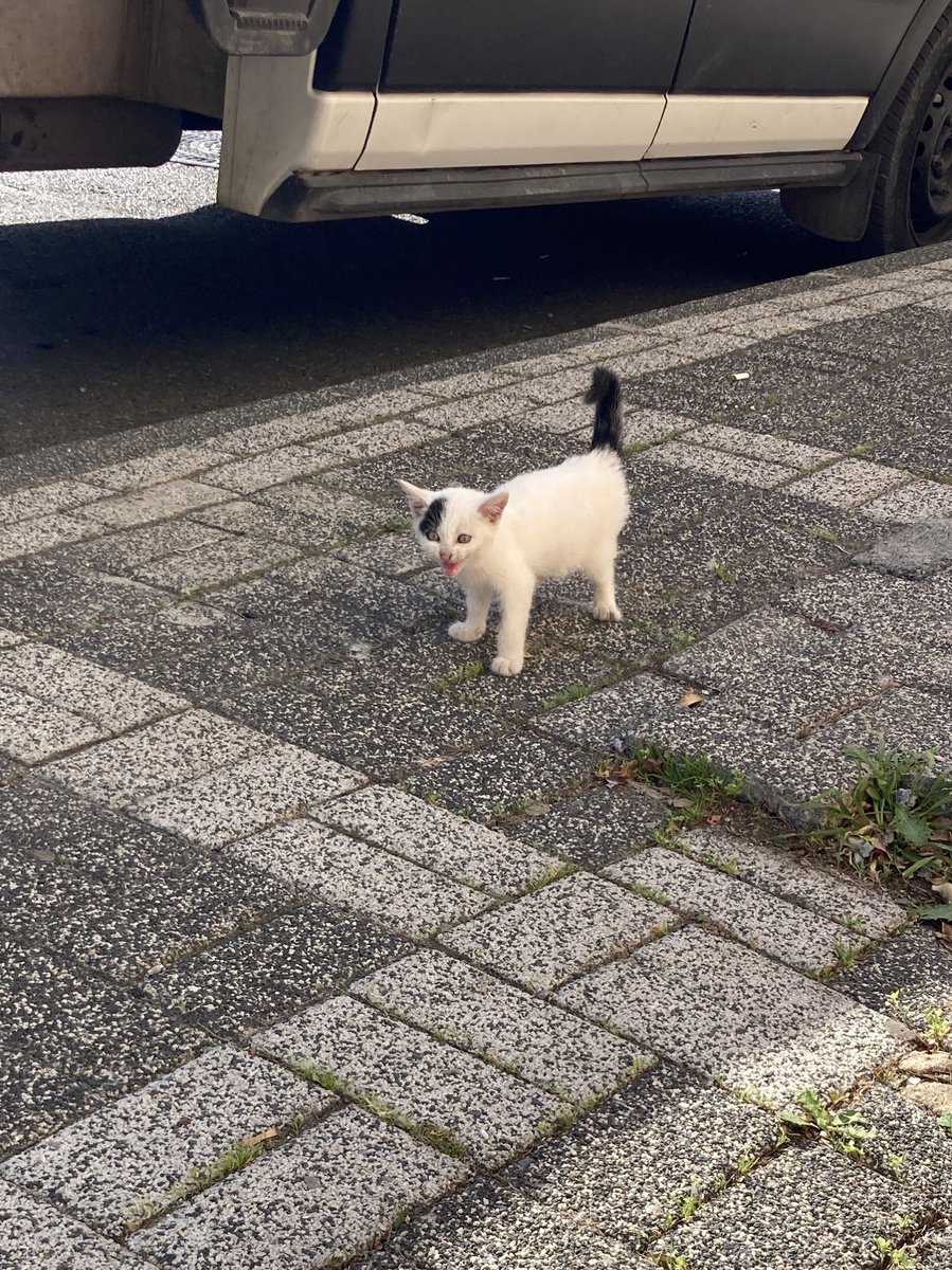 dobbymobbylobby's tweet photo. Biyolocik anamın beni terk etmesi, calisi bulaştırması ve sokakta yaşadığım tramvalardan sonra sokakta zırlarken yeni anam gadınlan tanışmam 💕 https://t.co/8esX4WhSWH