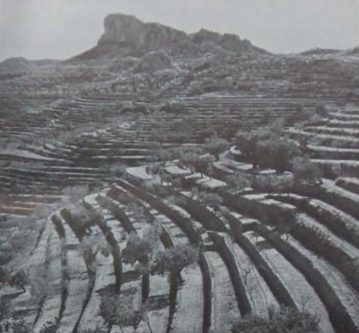 tota la xicalla s’escampava pels bancals