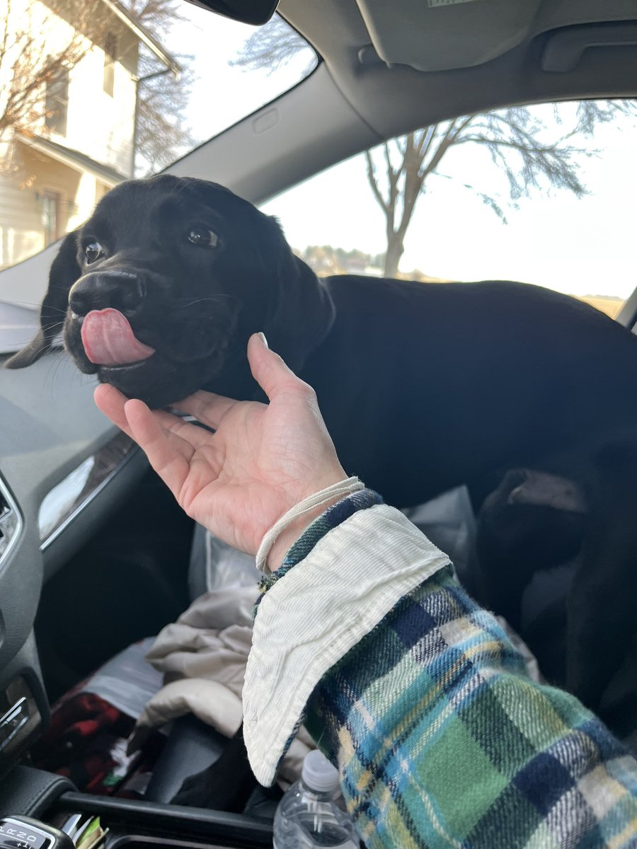 PenickBridget's tweet photo. I got to transport precious cargo back to his home in Cedar Falls. 🖤🐾 #granddog #laplab https://t.co/3jHszspiMR