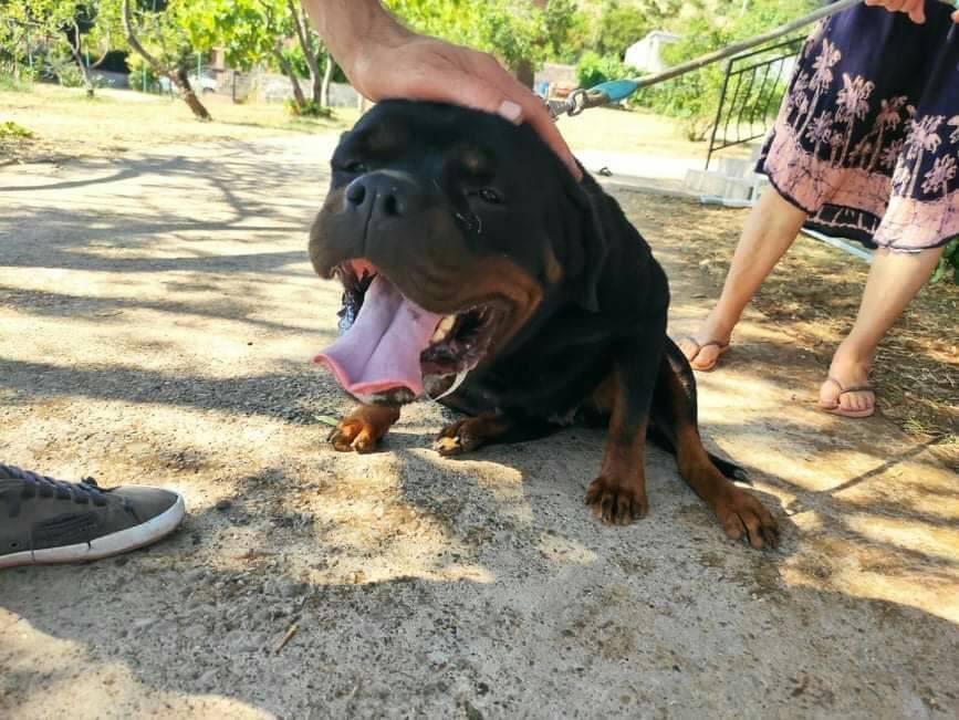 GalinaRako's tweet photo. The adoption of Diva, a beautiful 3 yr old Rottweiler in October 2021 was a very special gift for me. She was abandoned at the worst place in Montenegro - canyons moraca river. She is now safe, happy &amp; loved in the UK. My heart is full ❤️ #RescueDog #rescue #adopted https://t.co/HOshuxaGjo