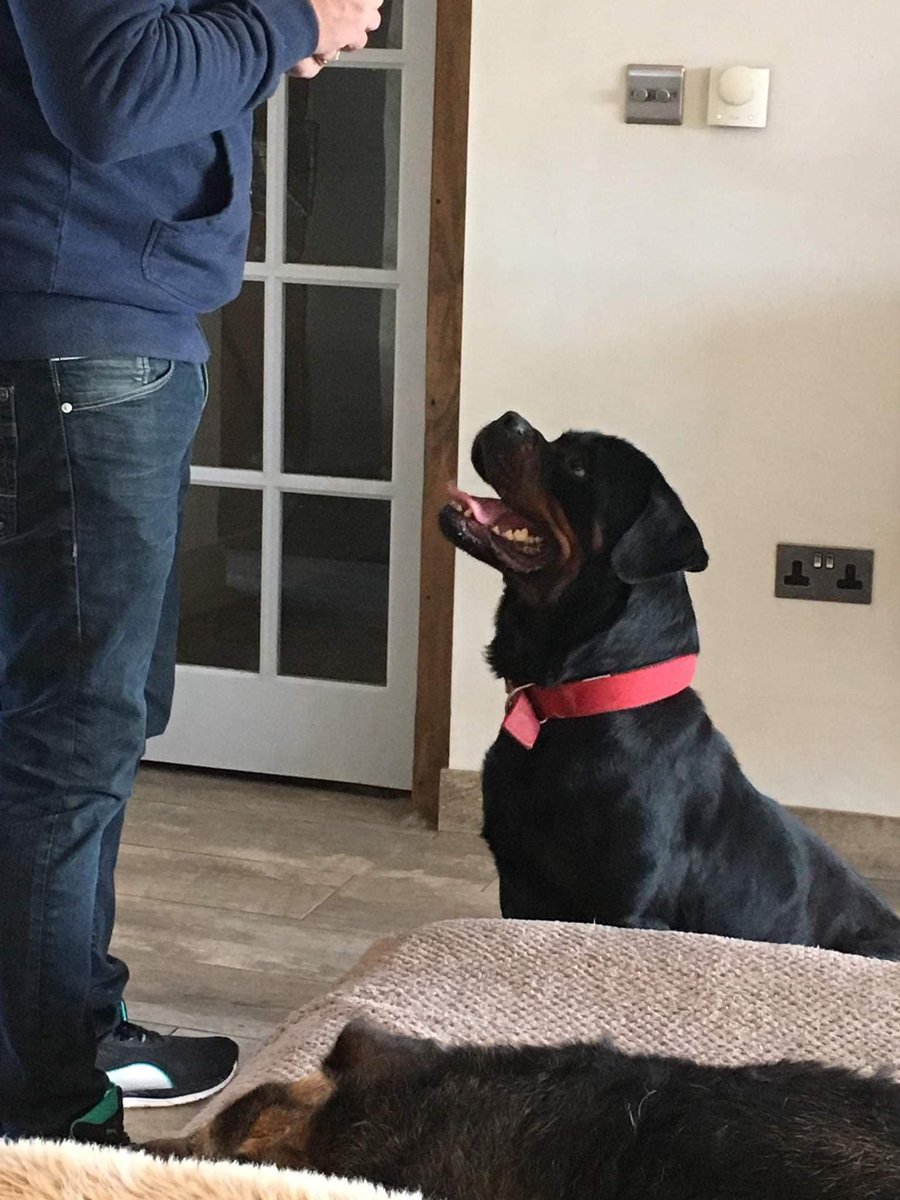 GalinaRako's tweet photo. The adoption of Diva, a beautiful 3 yr old Rottweiler in October 2021 was a very special gift for me. She was abandoned at the worst place in Montenegro - canyons moraca river. She is now safe, happy &amp; loved in the UK. My heart is full ❤️ #RescueDog #rescue #adopted https://t.co/HOshuxaGjo