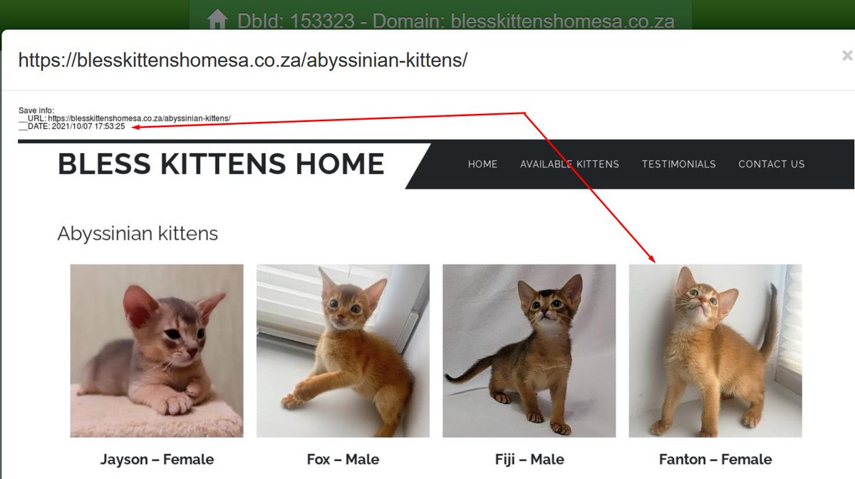 aa419's tweet photo. What pretty 12 week old kittens that have been advertised for more than 13 months across more than 12 websites ...
Example: Fantom - Abyssinian Kitten #PetScam
/cute-itcats.com @Namecheap https://t.co/oZs6UKmdI1