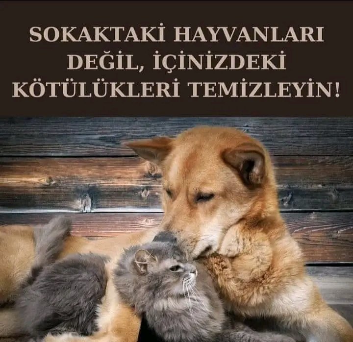 Hayvan sevmeyen insanlardan uzak durun hayvan sevmeyen insanlardan herşey beklenir 
Sokak canlarıni daha çok sevinki huzuru mutluluğu bulun kalbiniz yüreğiniz yumuşasin 
Unutmayınki hiçbir köpek tehlikeli değildir
Tehlikeli kötü varlık insandır insan 
😥😥😥😥😥😥😥😥😥😥😥😥😥😥