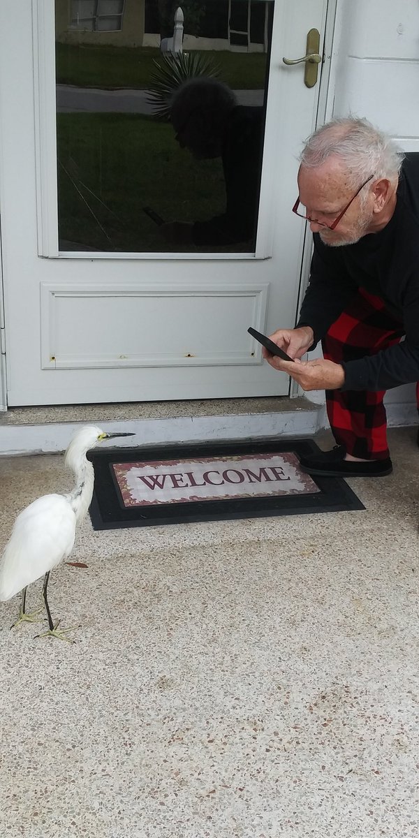 pmay225's tweet photo. Yesterday's visitor: a snowy white egret. Isn't it cute??!! It followed us around for 30 min yesterday. #YellowFeet https://t.co/jI1PbrWVcS