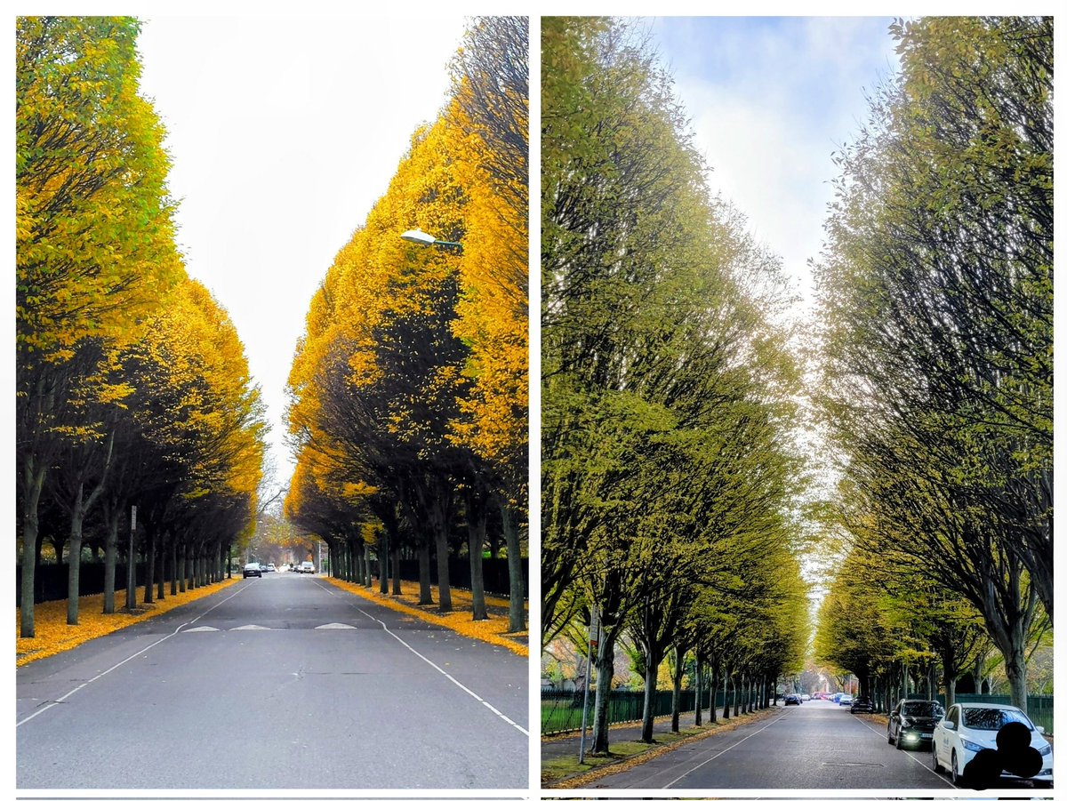 Ruairi44's tweet image. Today wherever you are the avenue of Hornbeam at Herbert Park on the same day 6 years apart  (2016 on the left). Ascail álainn na gcrann sleamhain.