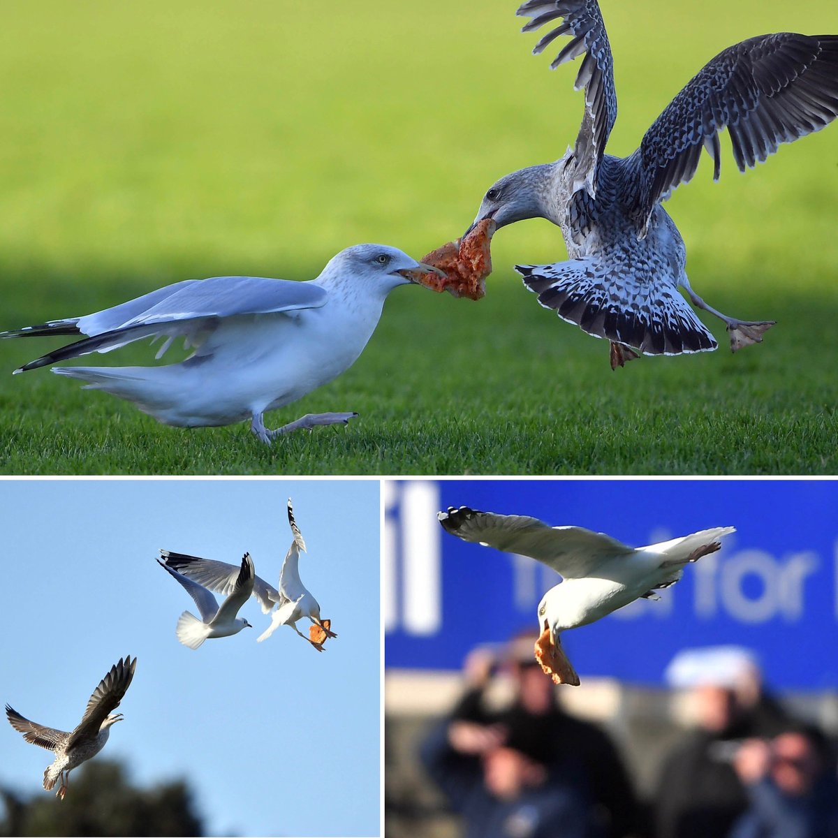 Seagulls fight over a slice of pizza during the Galway County Senior Hurling final which ended in a draw. But there was only one winner in this match. <a href="/Galway_GAA/">Galway GAA Official</a> <a href="/TuamHerald/">Tuam Herald</a> <a href="/officialgaa/">The GAA</a> <a href="/TribesmenGAA/">Marún agus bán</a>