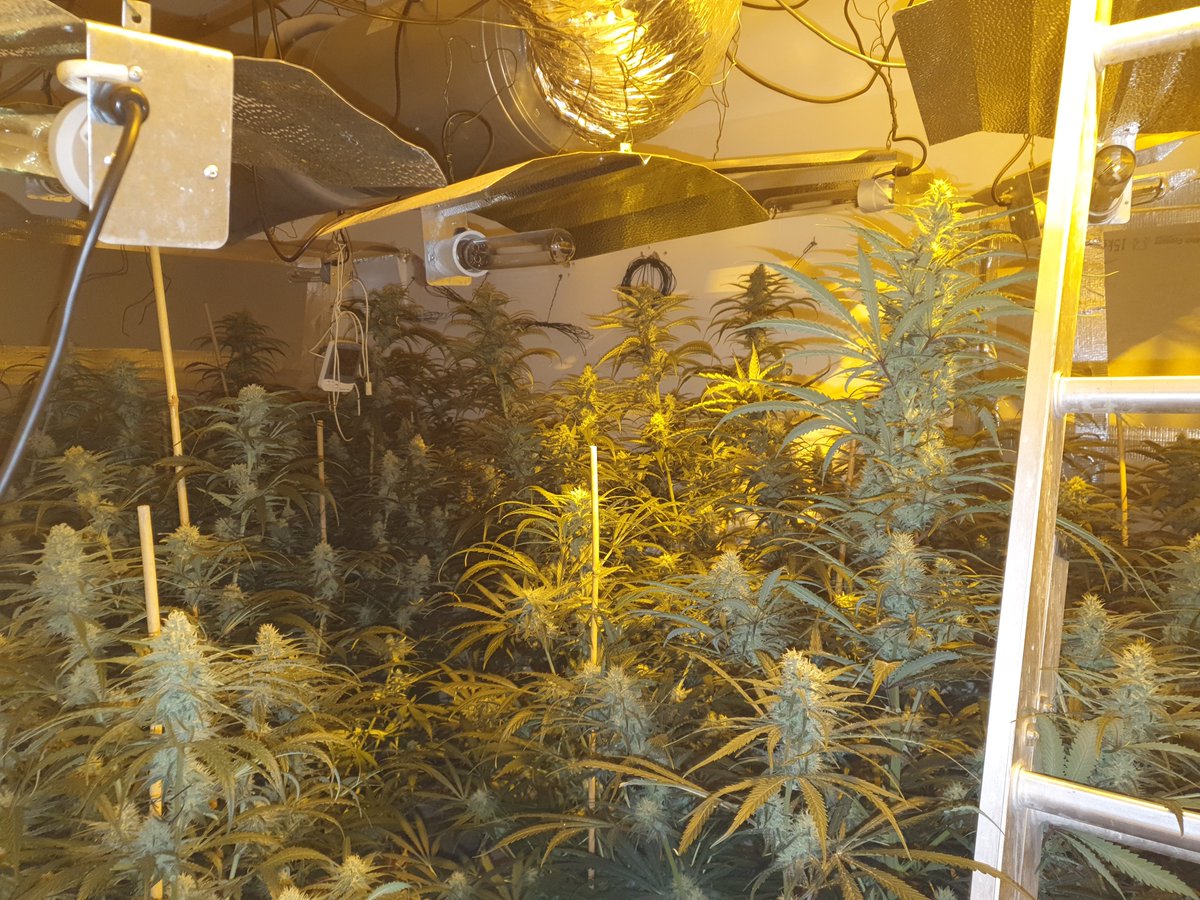 Birmingham Priority Crime Team (@be_ntf) on Twitter photo Team 1: Officers along with <a href="/OSU_WMP/">Ops Support Unit WMP</a> have executed a Drugs warrant in #Springfield #Birmingham this morning. 492 cannabis plants were found and seized. A male was located trying to hide in the bathroom. 1 in custody for Cultivating Class B.
#HighVisGardeners
#NippedintheBud Team 1: Officers along with <a href="/OSU_WMP/">Ops Support Unit WMP</a> have executed a Drugs warrant in #Springfield #Birmingham this morning. 492 cannabis plants were found and seized. A male was located trying to hide in the bathroom. 1 in custody for Cultivating Class B.
#HighVisGardeners
#NippedintheBud