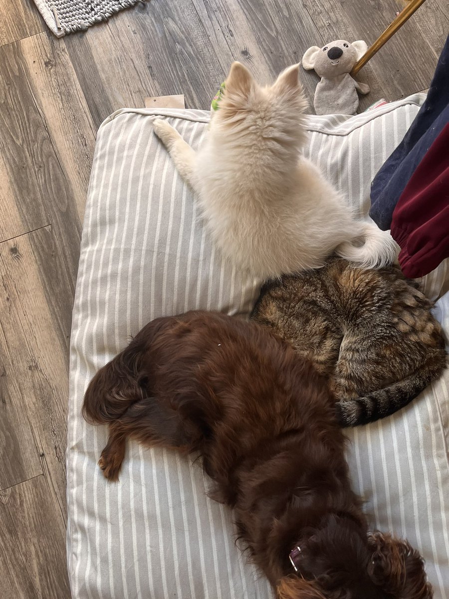 Resting with my besties #scout #minipin #ImACelebrity