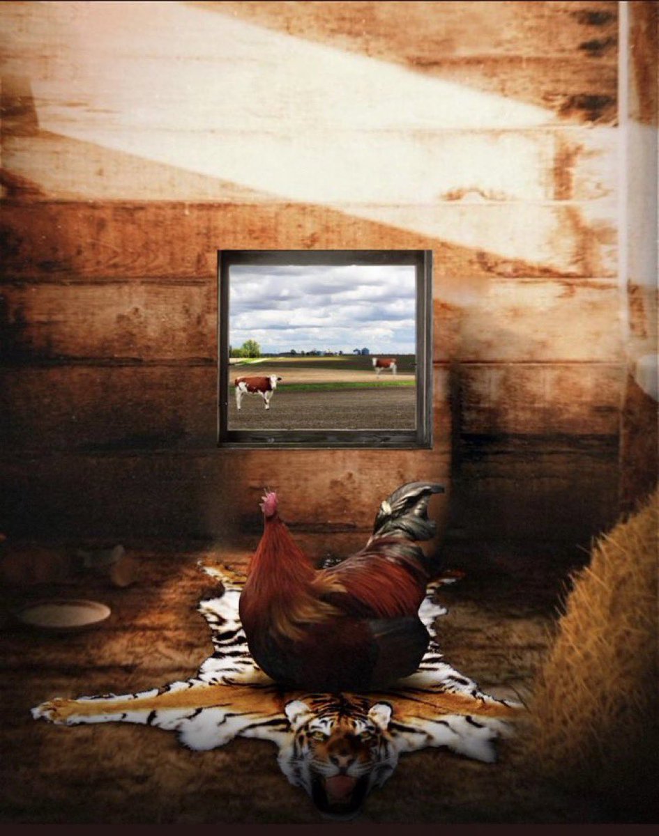 Bryan Harper tweet media