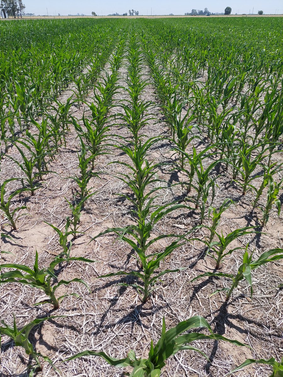 RodrigoZucaro's tweet photo. Misma siembra, distintos híbridos en San Jeronimo Sud, distintas estrategias de fertilización.
Distinto comportamiento de híbridos.
#MAIZBASF
#MAIZ
#MAIZ2023
@BASF_Agro_ARG @BASFAgro @marce_ale_d https://t.co/UMj7Bxwxzt