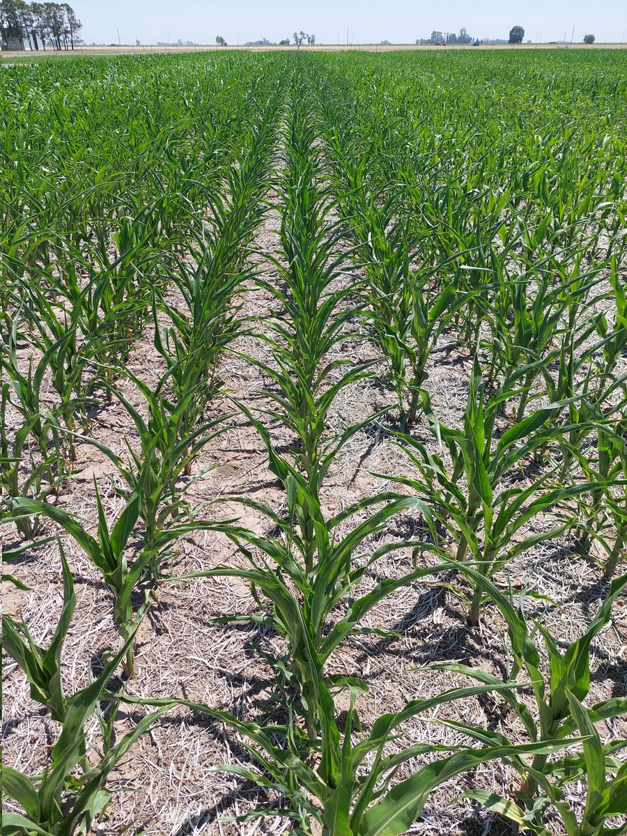 RodrigoZucaro's tweet photo. Misma siembra, distintos híbridos en San Jeronimo Sud, distintas estrategias de fertilización.
Distinto comportamiento de híbridos.
#MAIZBASF
#MAIZ
#MAIZ2023
@BASF_Agro_ARG @BASFAgro @marce_ale_d https://t.co/UMj7Bxwxzt