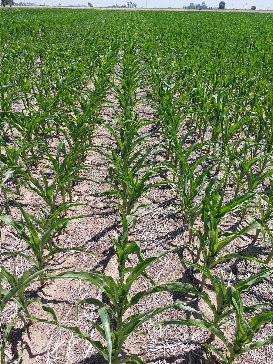 RodrigoZucaro's tweet photo. Misma siembra, distintos híbridos en San Jeronimo Sud, distintas estrategias de fertilización.
Distinto comportamiento de híbridos.
#MAIZBASF
#MAIZ
#MAIZ2023
@BASF_Agro_ARG @BASFAgro @marce_ale_d https://t.co/UMj7Bxwxzt