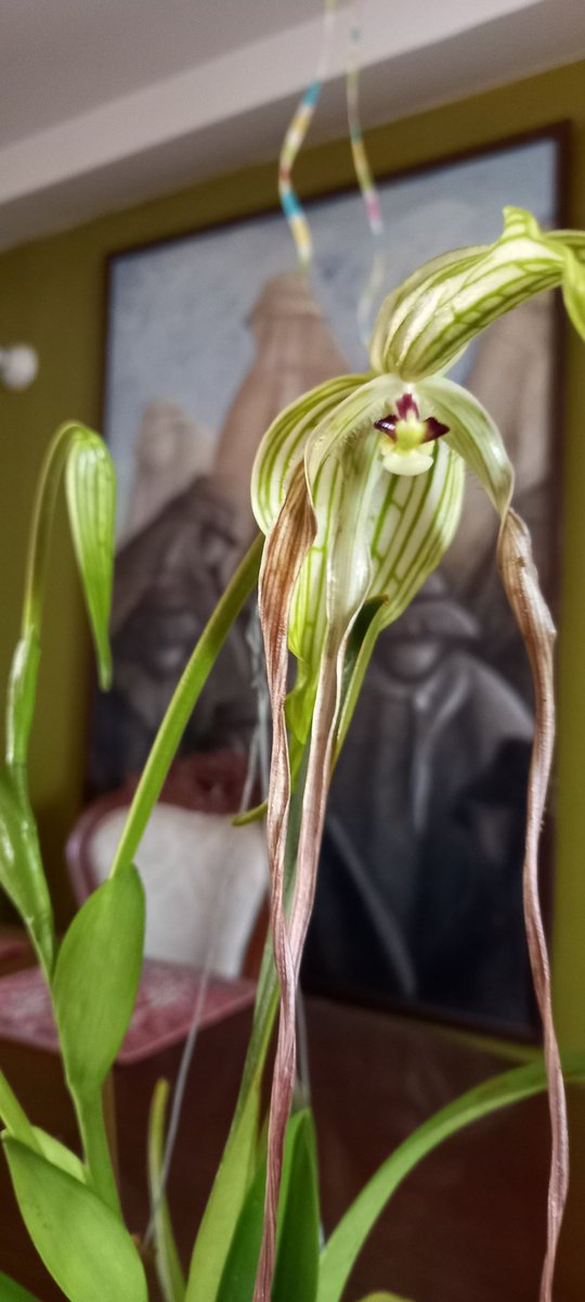 TachiraPotencia's tweet photo. Phragmipedium lindenii. #erinworkdiary #mikiorchid #orchid #orchids #orchideen #orhidee #орхидея #orquidea #orkide #orquídeas #orchidaceae #orchidlover #фаленопсисы #пелорик #peloric #peloricorchid #phalaenopsis #phalaenopsisorchid #tyingshinbluejay #phal_bluejay
#orquibor #odv https://t.co/NtXzpNMq7y