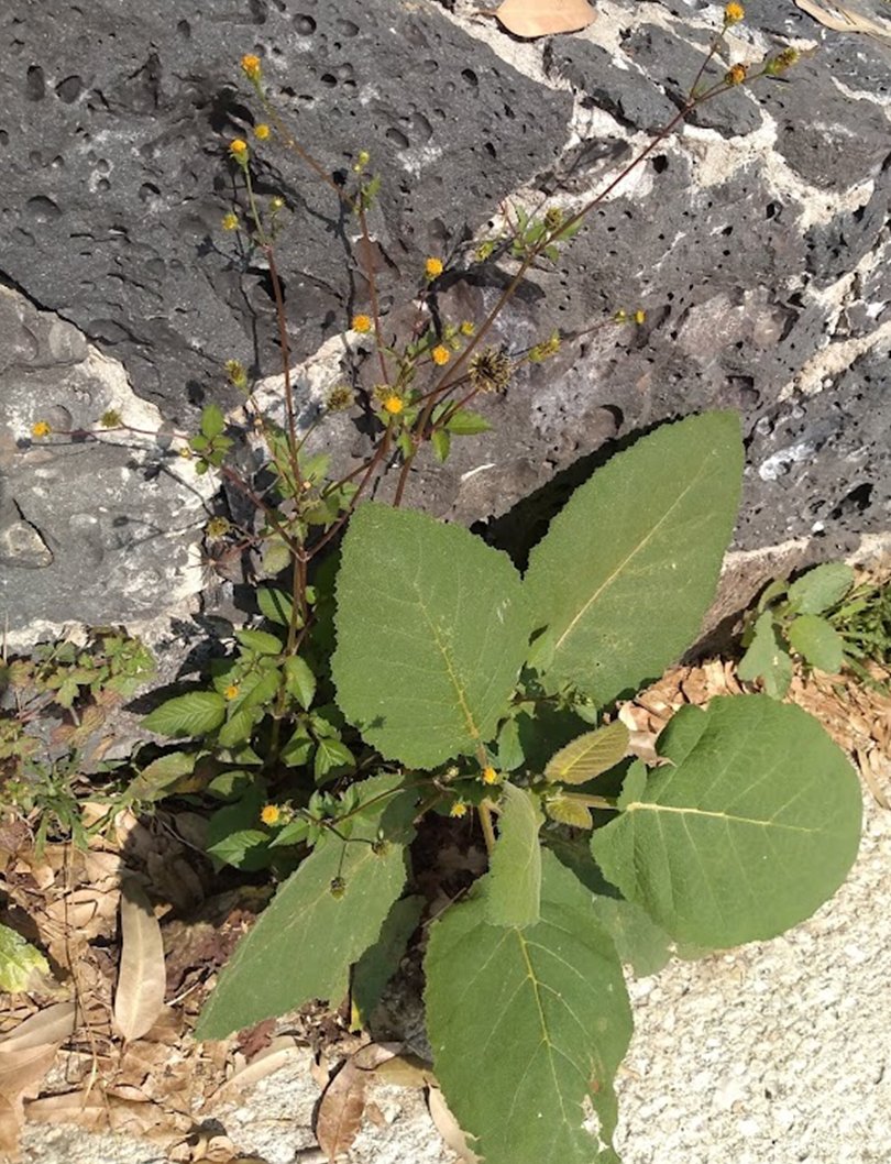 TAsteraceae's tweet photo. #Bidens_pilosa especie similar a #Bidens_odorata, pero, se diferencian por el tamaño y persistencia de las flores periféricas.
#AsteraceaeDeBanqueta #Coreopsideae #maleza #weed https://t.co/G5hxG5XuYq