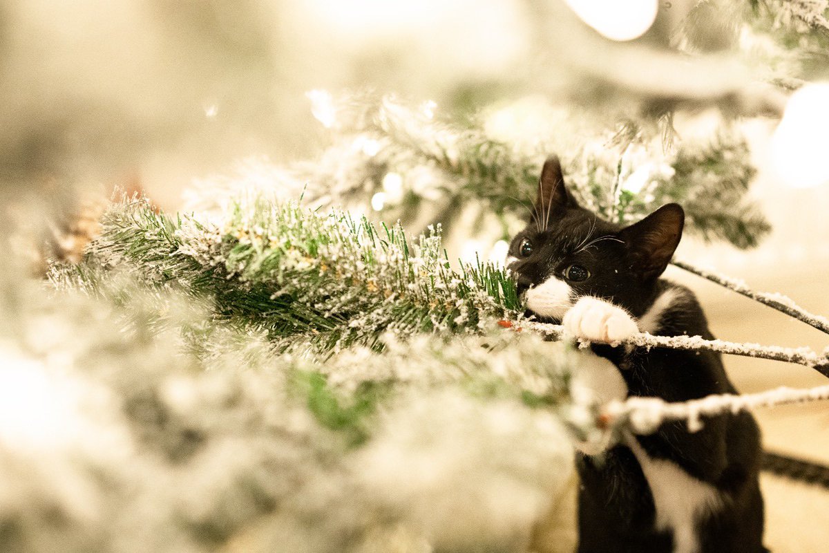 Well the tree is out and it’s my first ever Christmas! This tree looks fun to climb! #CatsOnTwitter #CatsofTwittter #CatsLover #KittensOfTwitter #christmas2022 #tree #Christmasgifts