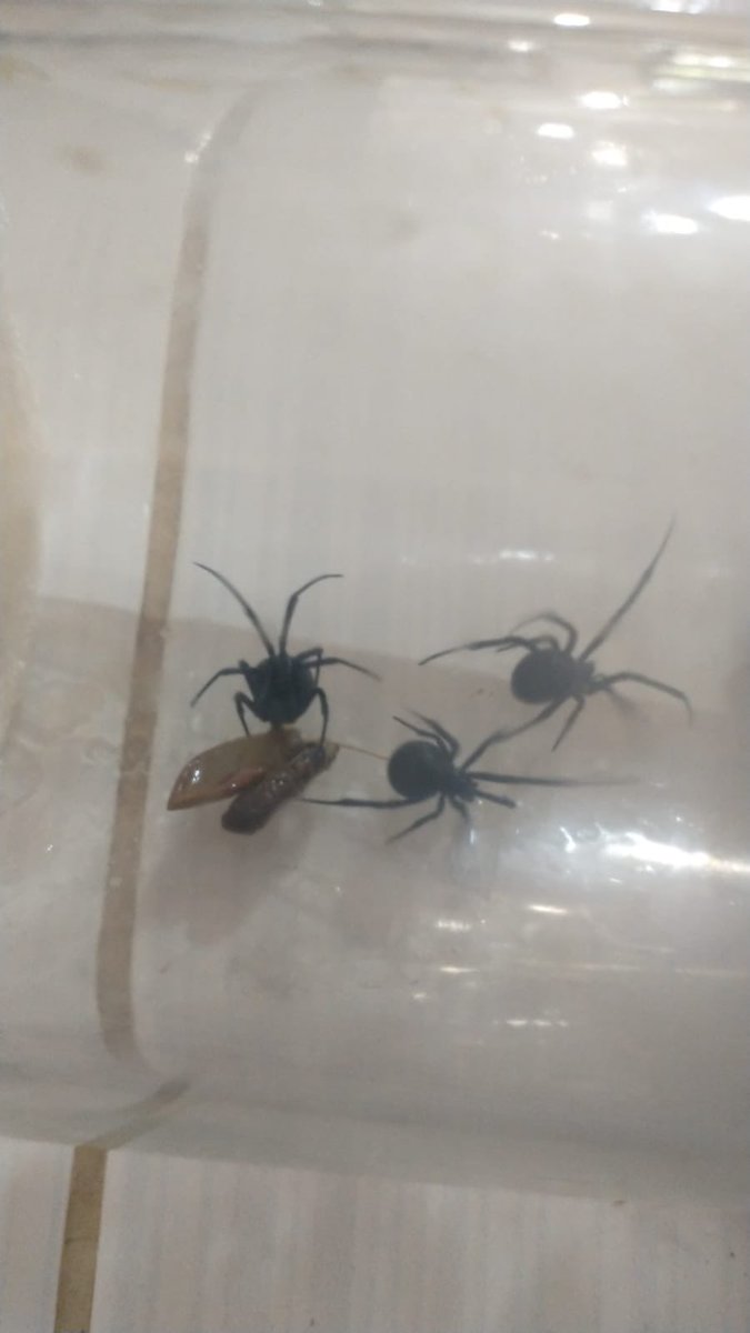 valzejo's tweet photo. @Arachno_Cosas Buenas tardes, me puede apoyar a saber si es de IM por favor. Encontraron varias y le pido de su orientación para saber que hacer en este caso. Muchas gracias por su apoyo. https://t.co/zT8cILXMcQ