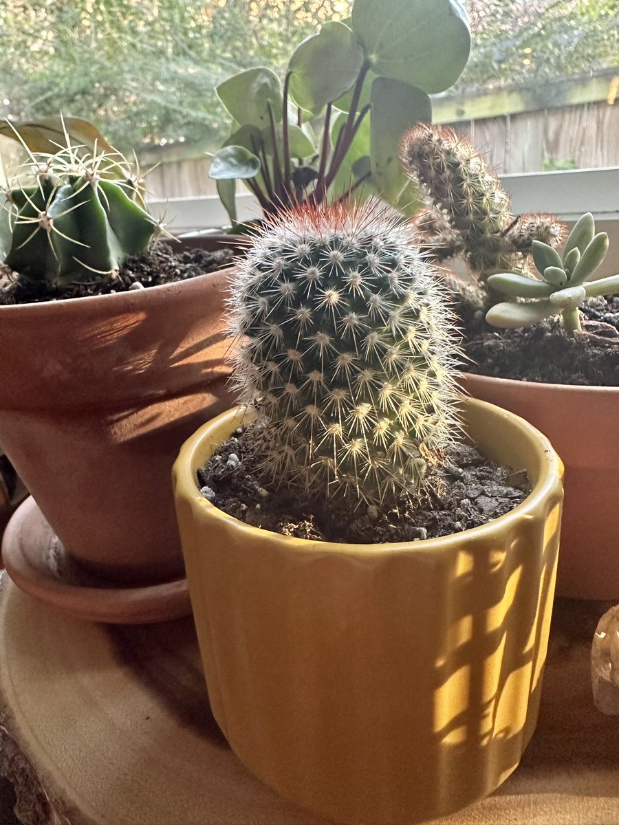 ___schmitty___'s tweet image. Newest plant babies courtesy of the most adorable small biz, the PlantHouse in Old Town. They will pot your plants for free and even “diagnose” plants you’re having trouble with! #SmallBusinessSaturday