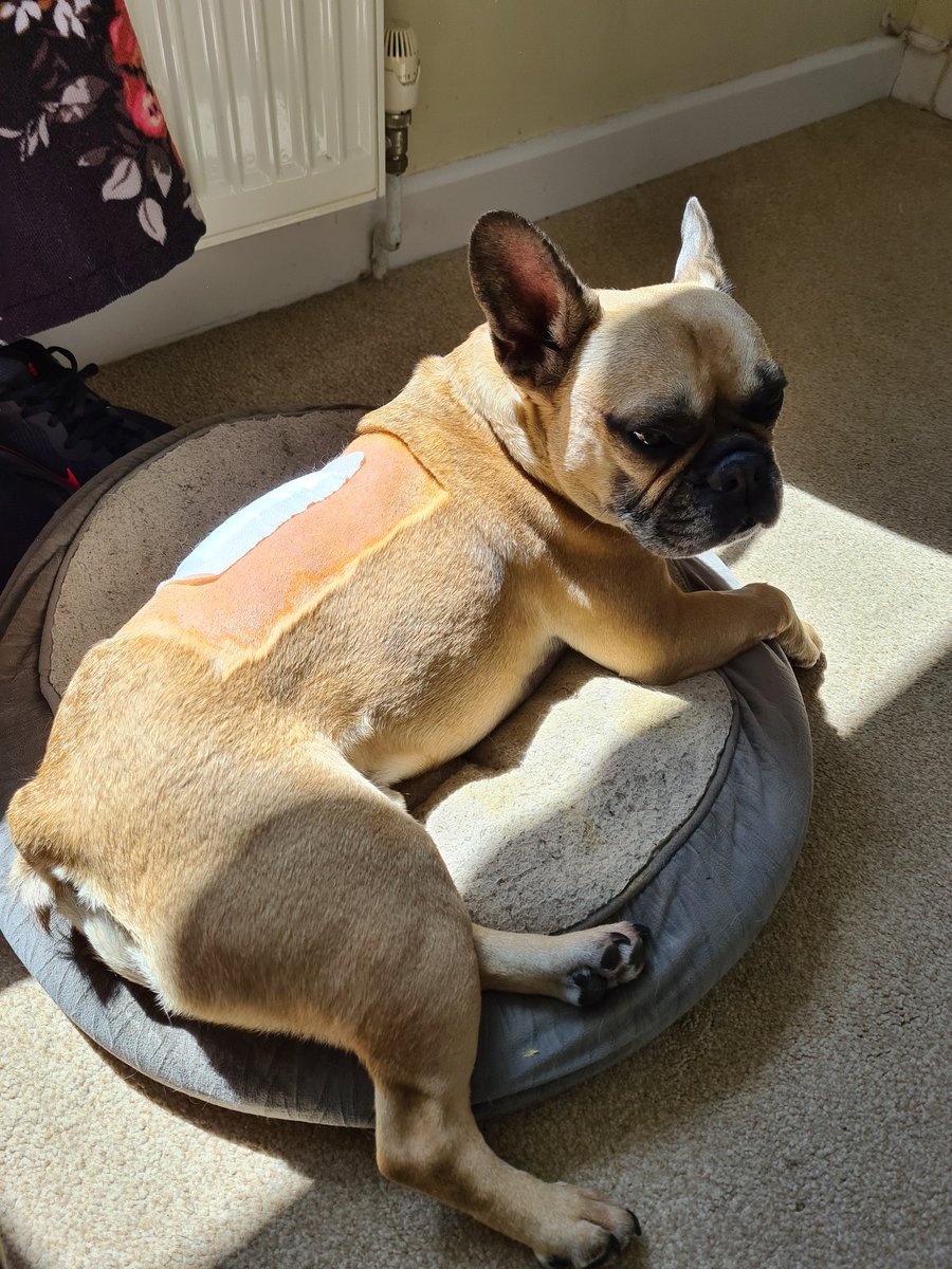 andyfrancis13's tweet photo. I'm raising money for Ernie's spinal surgery. Unfortunately this is the second time its happened this year and this time the insurance wont help cover him. Click to Donate https://t.co/dkNRmQxRQI #frenchbulldog #spinalcordinjury #frenchie #vets #spinalsurgery  #Dog https://t.co/avUjYa9HLe