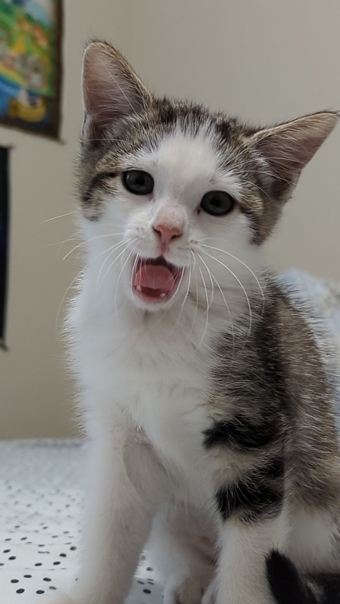 JazzzBerrry on Twitter: "blep https://t.co/vTaxWOMGdf" / Twitter