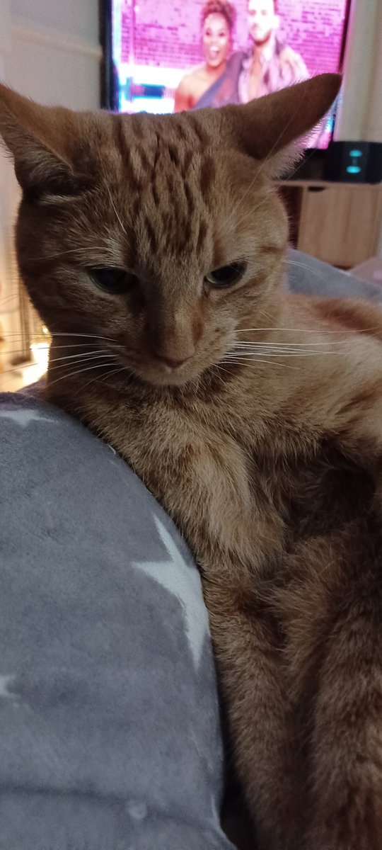 LifeastheGinge1's tweet photo. Shhh...don't tell anyone ice snuck into the frontroom to watch Strictly 🐱🐈🐈‍⬛ https://t.co/o30rdetzwD