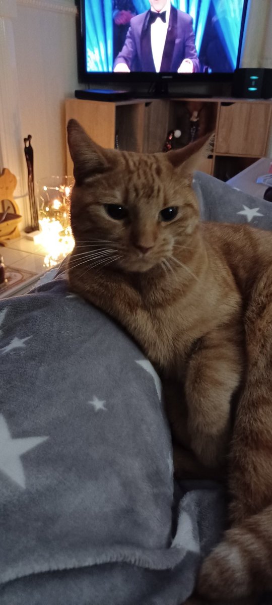 LifeastheGinge1's tweet photo. Shhh...don't tell anyone ice snuck into the frontroom to watch Strictly 🐱🐈🐈‍⬛ https://t.co/o30rdetzwD