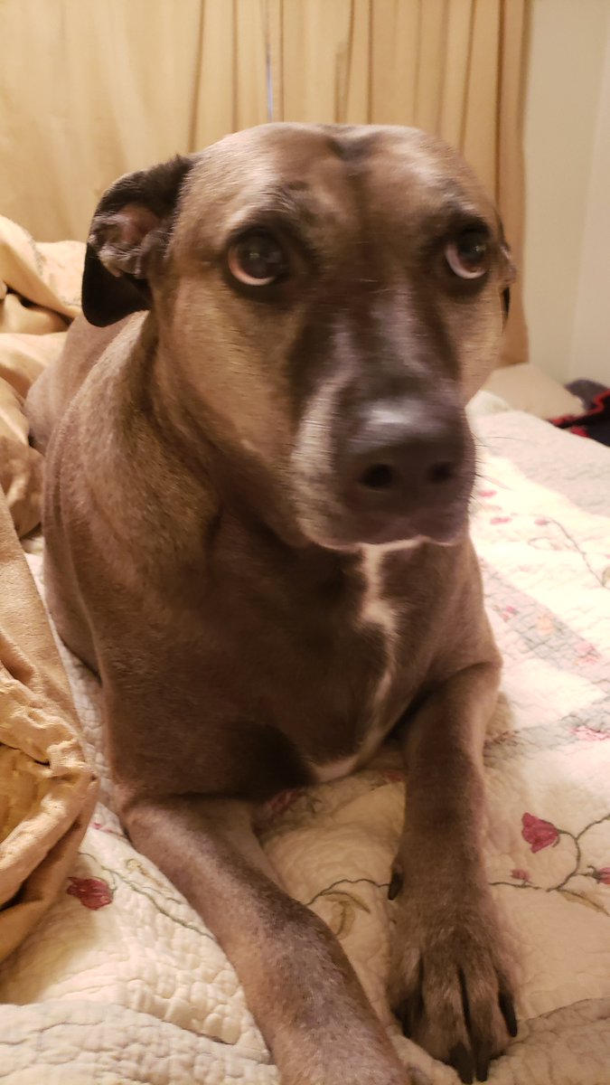 AntoonLisa's tweet photo. Can you believe anyone would dump/abandon this? Such a sweet ๐ girl! The Vet told us she's a Belgian Malinois mix. 01/19 We found her hiding, afraid, starving, & freezing in an old shed on the property, & she had an awful eye injury.
Shes not supposed to be on bed. #GuiltyLook https://t.co/ODR8Um418G