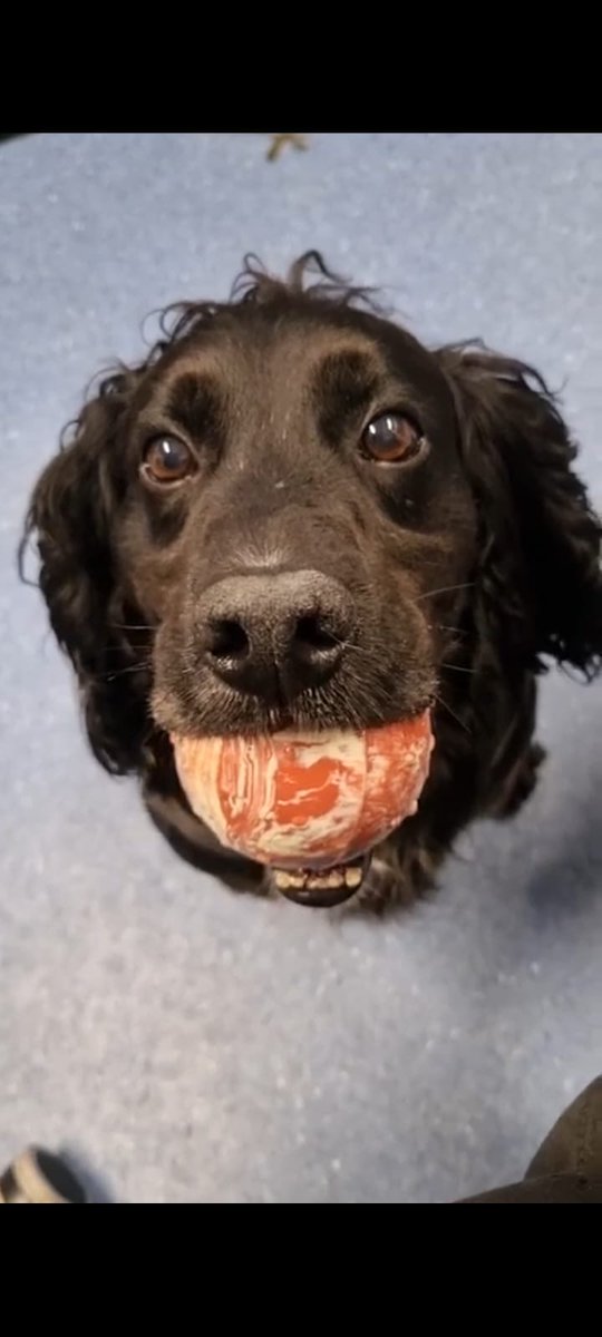 PSOSDogs's tweet image. #PDBilly has been a little under the weather recently &amp;amp; had to take time off but thanks to the excellent care at Abbey vets in Paisley &amp;amp;  @VetSpecScotland he is now fully fit &amp;amp; loving being back at work. First week back he has had one house &amp;amp; 3 car searches &amp;amp; recovered drugs 🤗🐾