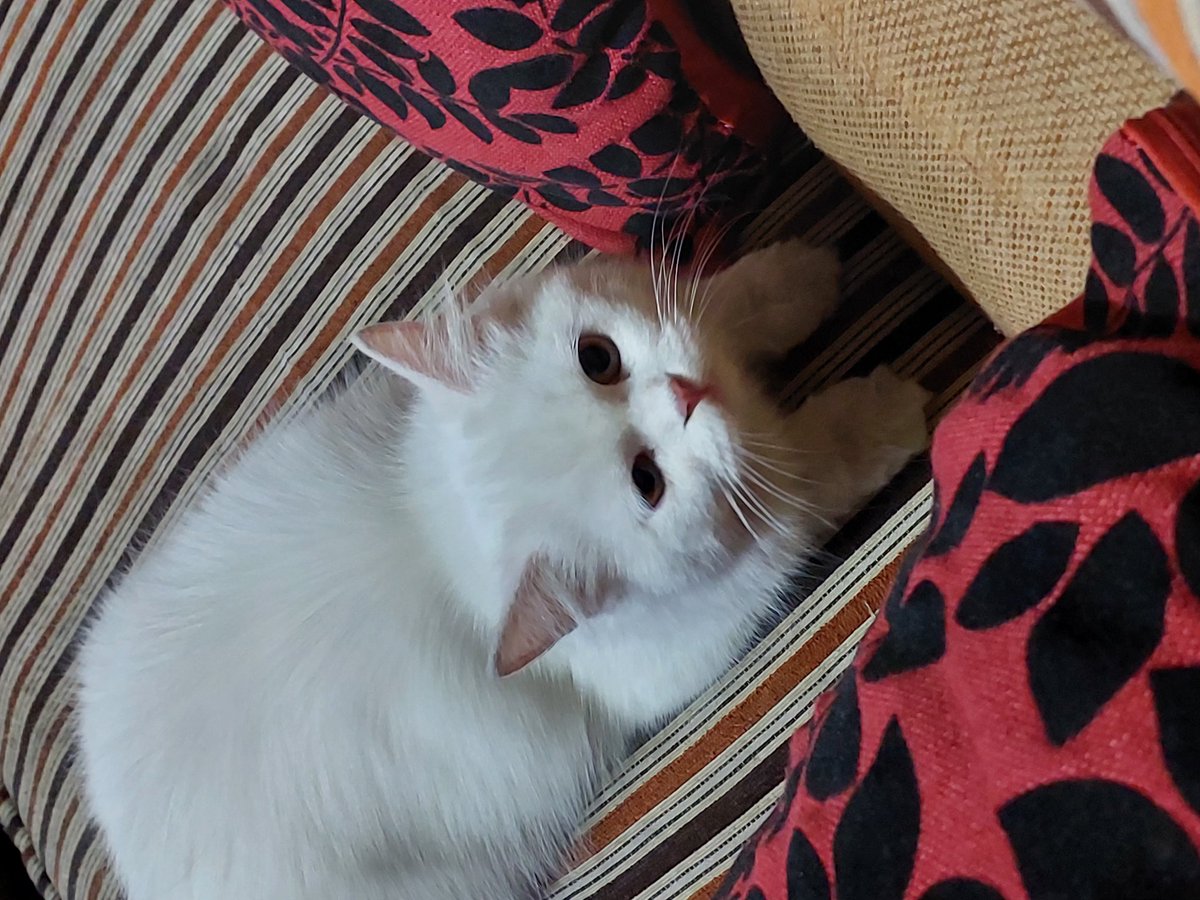 kitty_furbaby's tweet photo. My love❤❤❤ https://t.co/UEpvaU4jNr