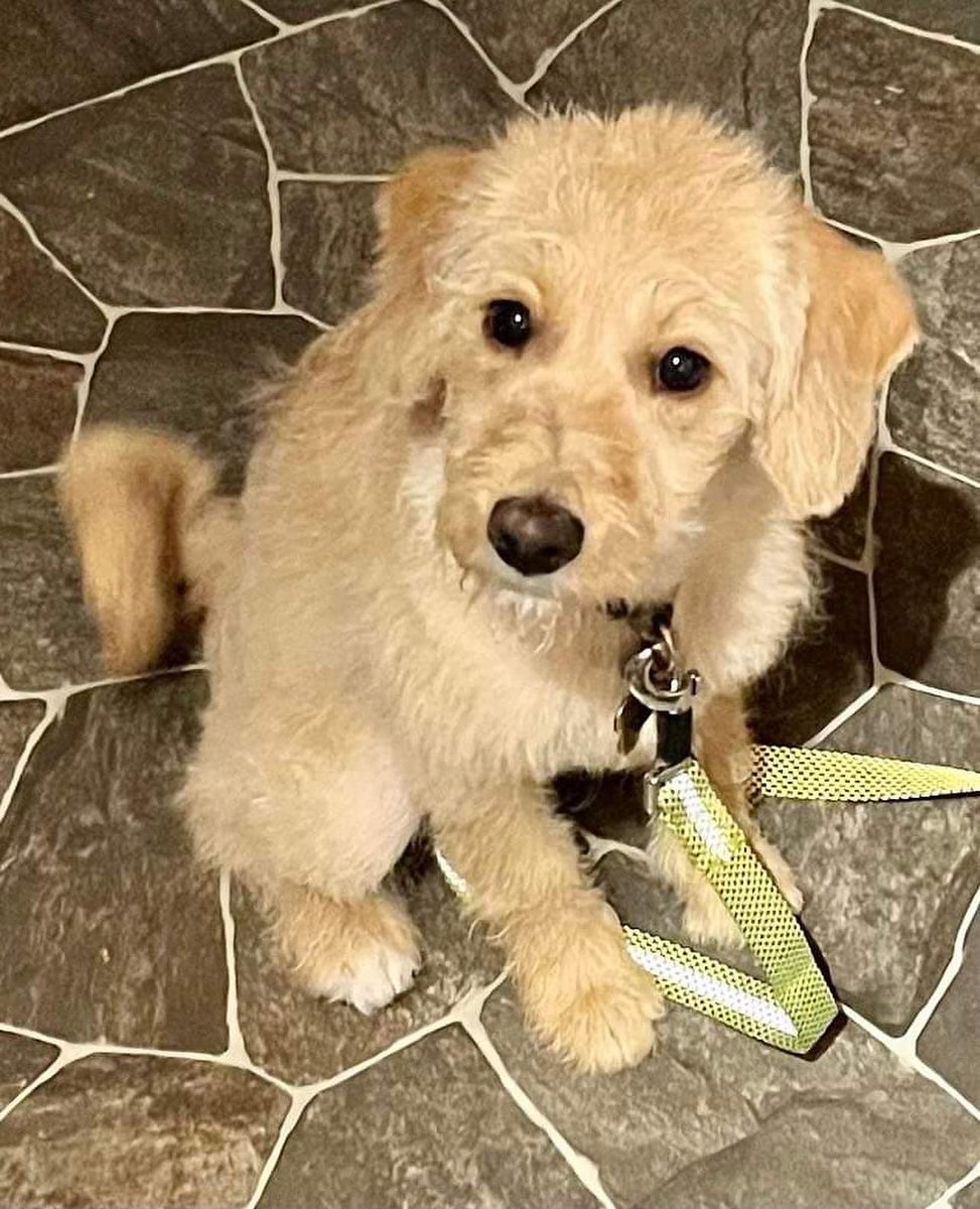 Ziggy has had a cut and blow dry , looking very grown up #DogsofTwittter #superpup #zggysuperstar