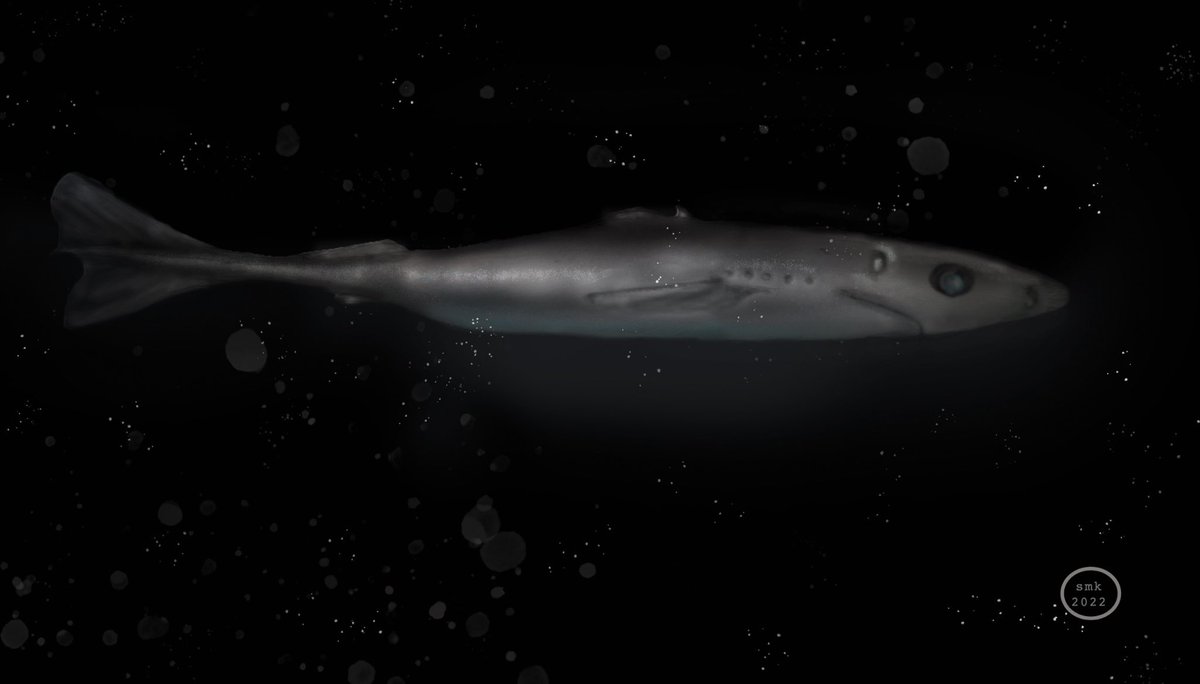 shana_katzman's tweet photo. This #SundayFishSketch Small-Eye Pygmy Shark is a very small shark with bioluminescent photophores. The luminescence may serve as camouflage or to attract prey. #sciart. https://t.co/8u4YK42o0n