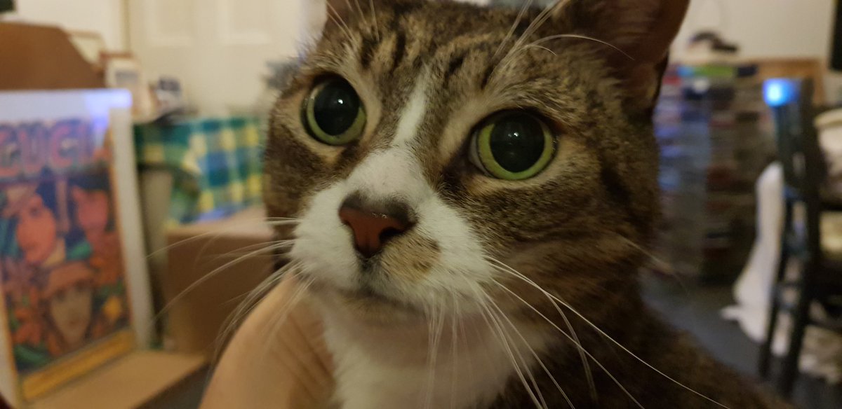 paulychan's tweet photo. "You again! Present to me your bare arm, for I have an urge to scratch." #TigerUpdate https://t.co/7vIoMV7CI2
