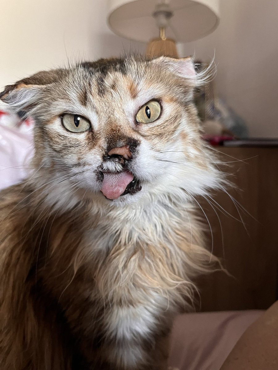 Sunday Mornings, am I right? #mexicoargentina #Messi𓃵 #Google #CatsOnTwitter